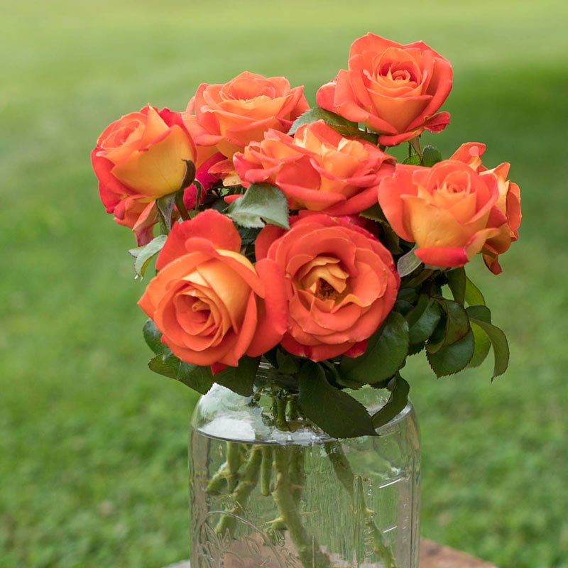 Burst Of Joy — Select Roses